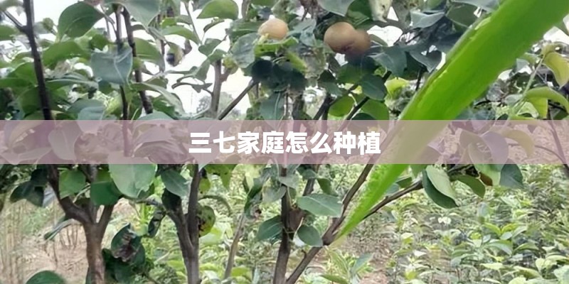 半枝莲种子怎么种