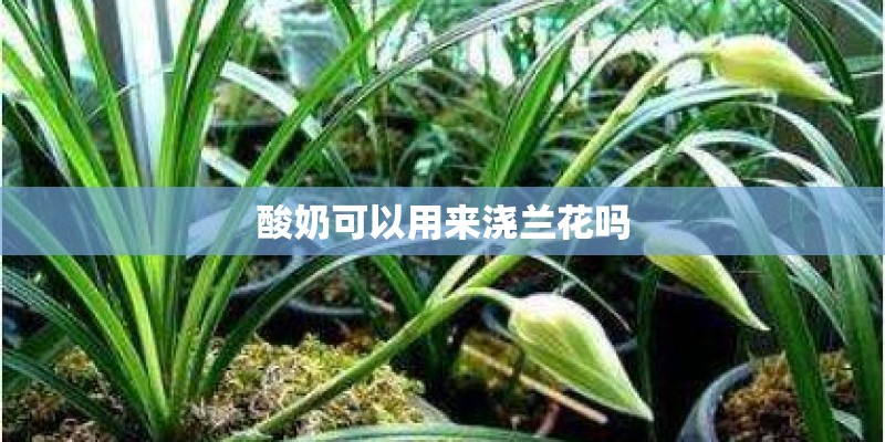 酸奶可以用来浇兰花吗