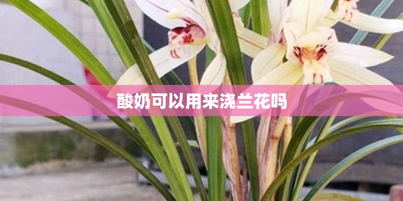 酸奶可以用来浇兰花吗