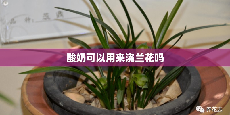 酸奶可以用来浇兰花吗