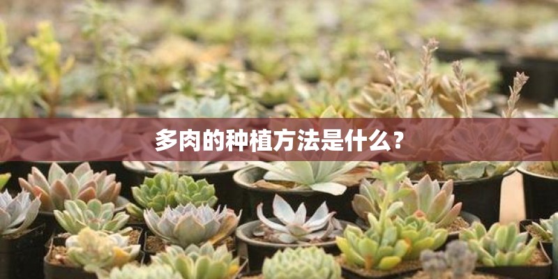多肉的种植方法是什么？