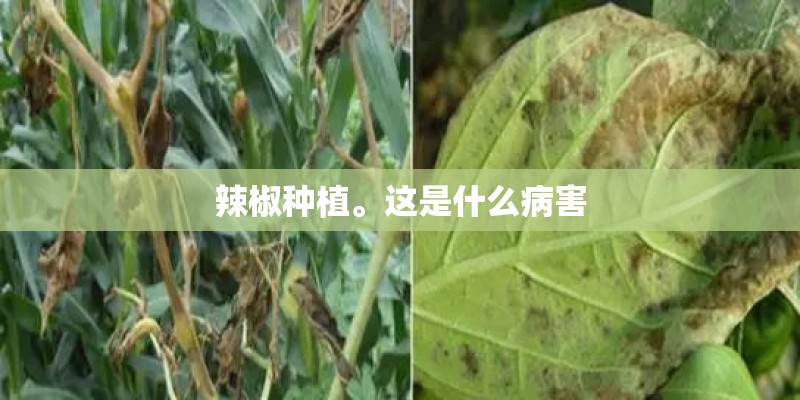 辣椒种植。这是什么病害