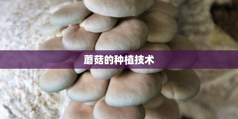 蘑菇的种植技术