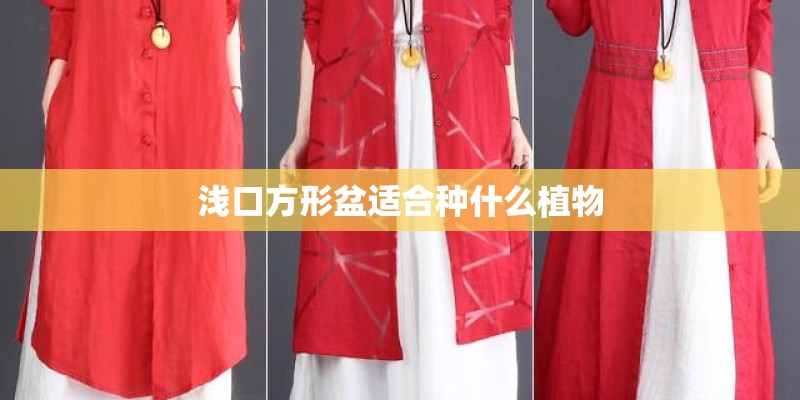 浅口方形盆适合种什么植物