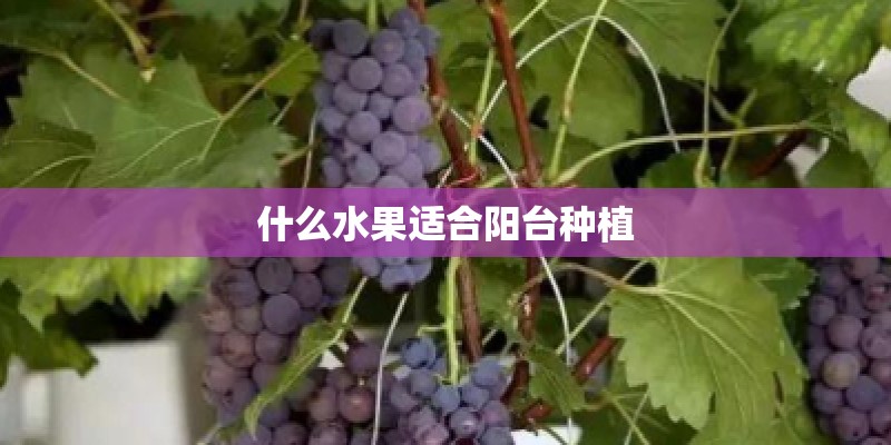 什么水果适合阳台种植