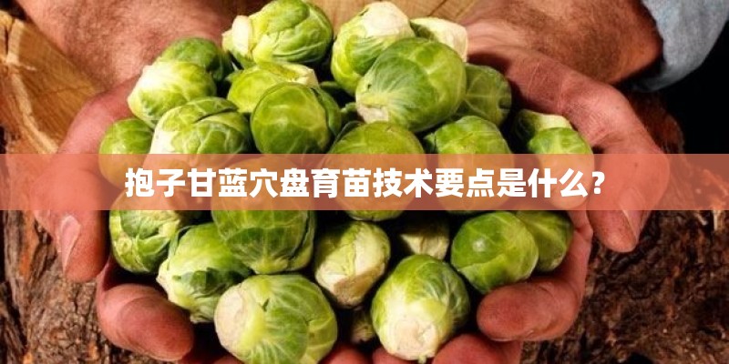 抱子甘蓝穴盘育苗技术要点是什么？