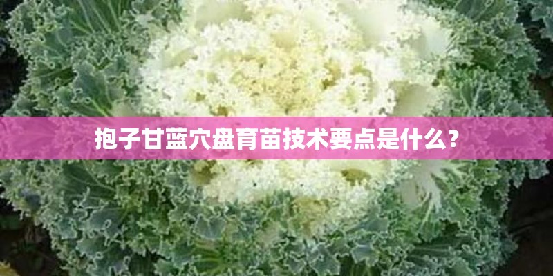 抱子甘蓝穴盘育苗技术要点是什么？