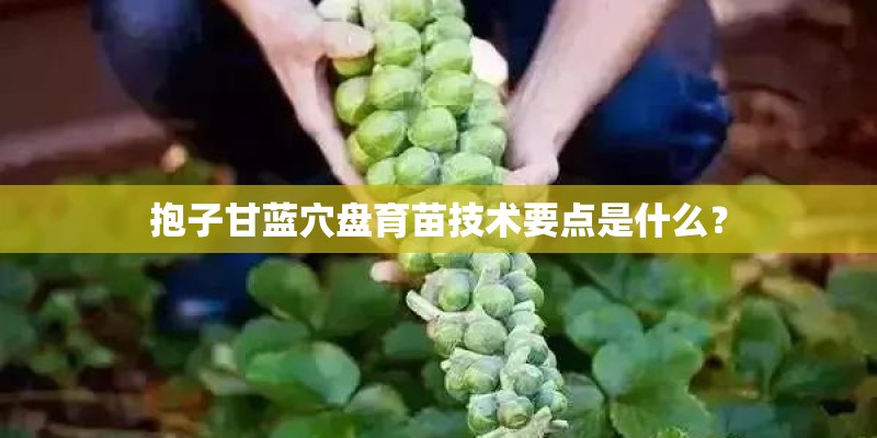 抱子甘蓝穴盘育苗技术要点是什么？