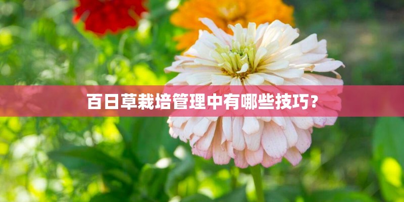 百日草栽培管理中有哪些技巧？