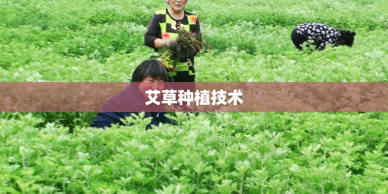 艾草种植技术