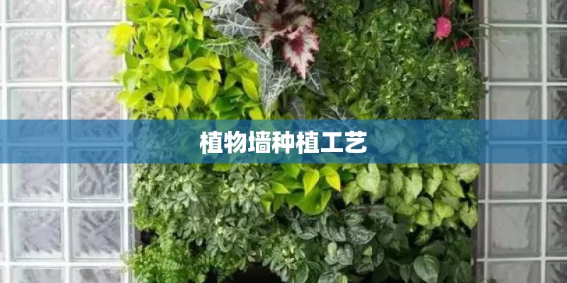 植物墙种植工艺