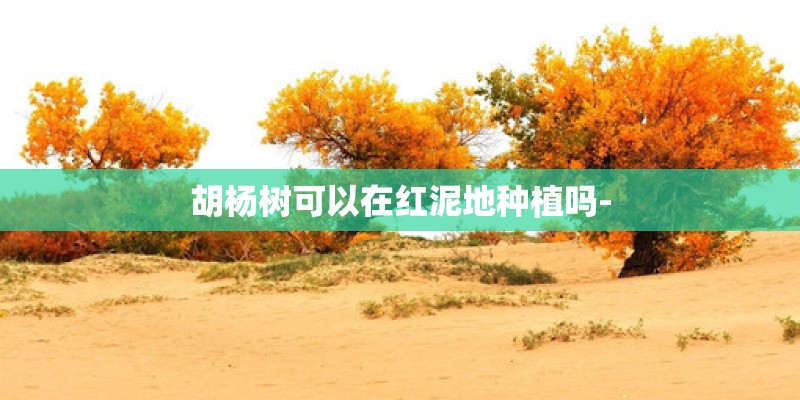 胡杨树可以在红泥地种植吗-