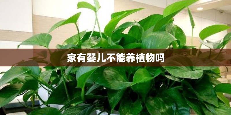 家有婴儿不能养植物吗