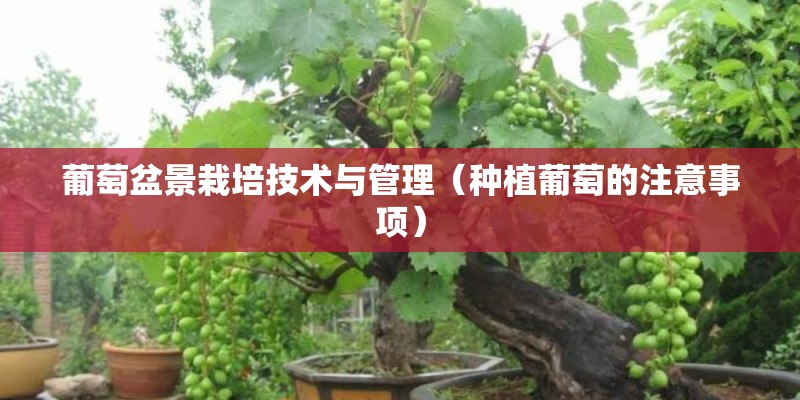 葡萄盆景栽培技术与管理（种植葡萄的注意事项）