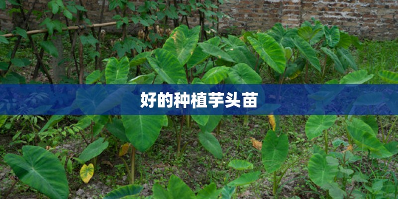 好的种植芋头苗