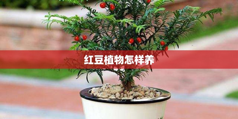 红豆植物怎样养
