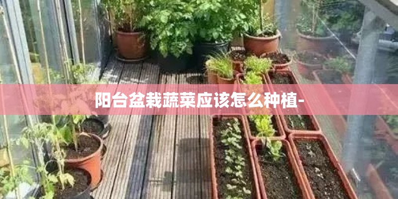 阳台盆栽蔬菜应该怎么种植-