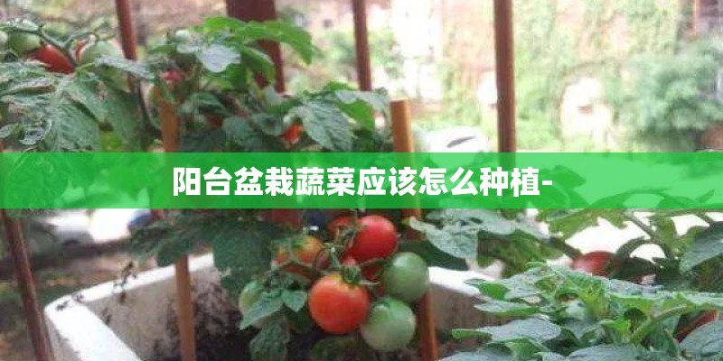 阳台盆栽蔬菜应该怎么种植- 阳台盆栽蔬菜应该怎么种植-