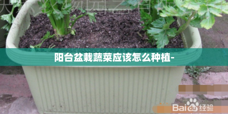 阳台盆栽蔬菜应该怎么种植- 阳台盆栽蔬菜应该怎么种植-