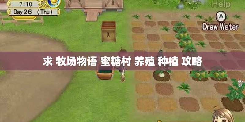 求 牧场物语 蜜糖村 养殖 种植 攻略