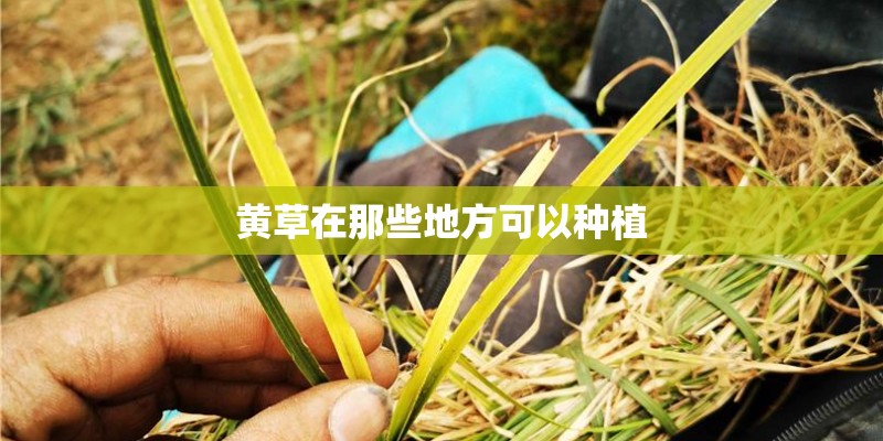 黄草在那些地方可以种植
