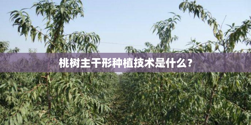 桃树主干形种植技术是什么？