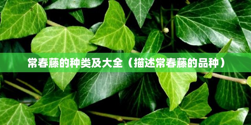 常春藤的种类及大全（描述常春藤的品种）