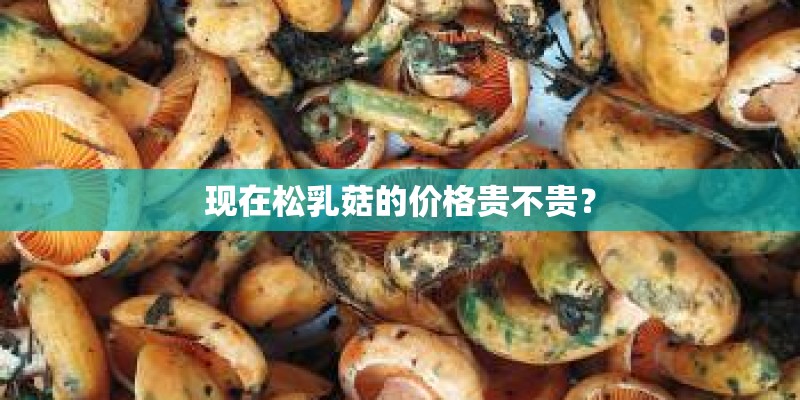 盆栽海棠树冬天怎么过冬