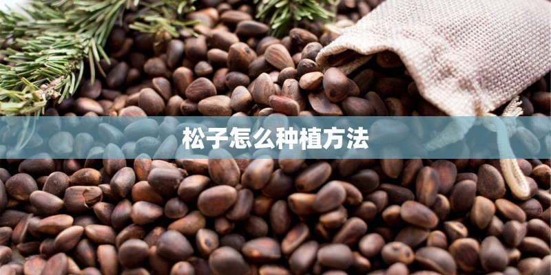 松子怎么种植方法