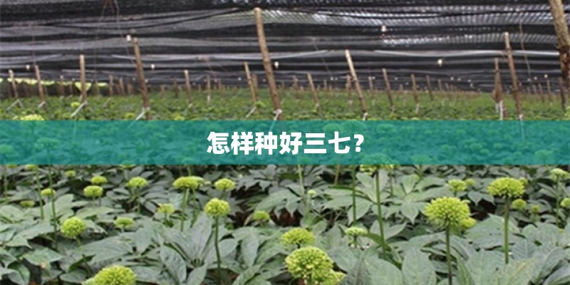怎样种好三七？