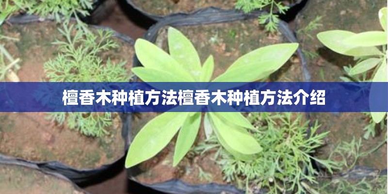 檀香木种植方法檀香木种植方法介绍