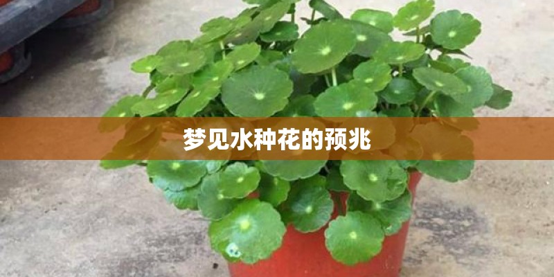 梦见水种花的预兆