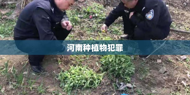 河南种植物犯罪