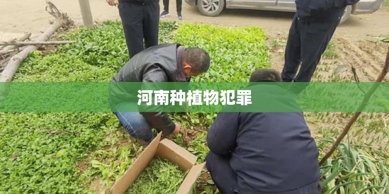 河南种植物犯罪