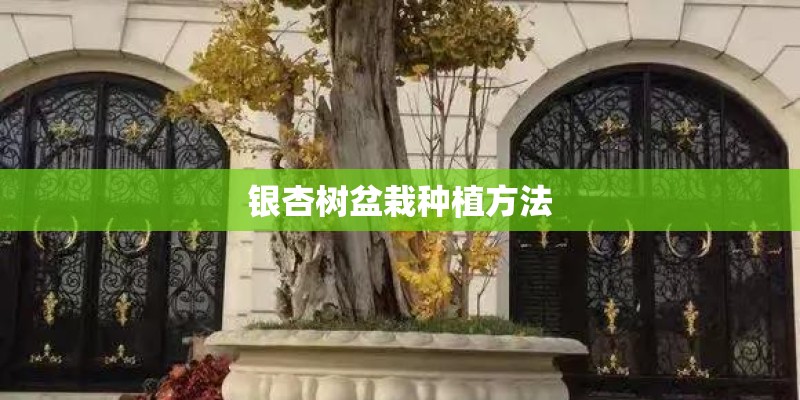 银杏树盆栽种植方法