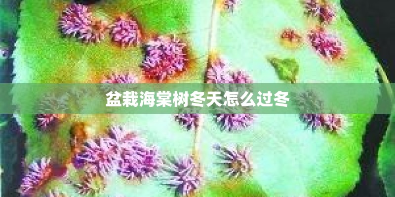 盆栽海棠树冬天怎么过冬