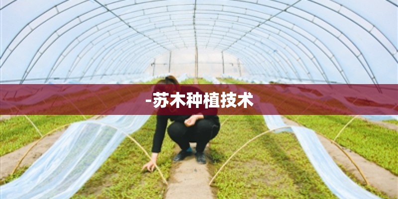 -苏木种植技术