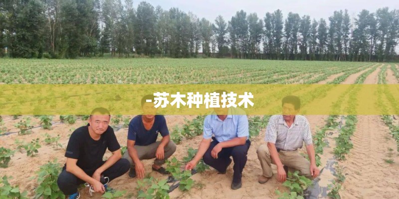 -苏木种植技术