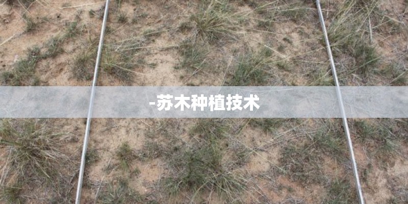 -苏木种植技术