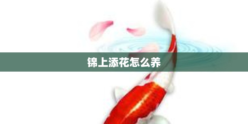 锦上添花怎么养