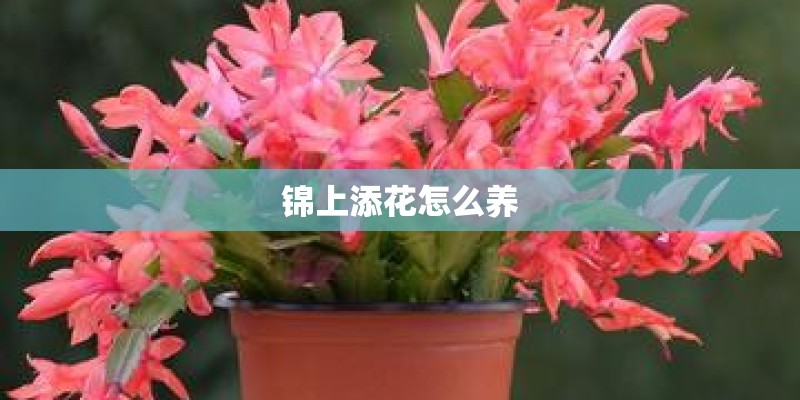 锦上添花怎么养