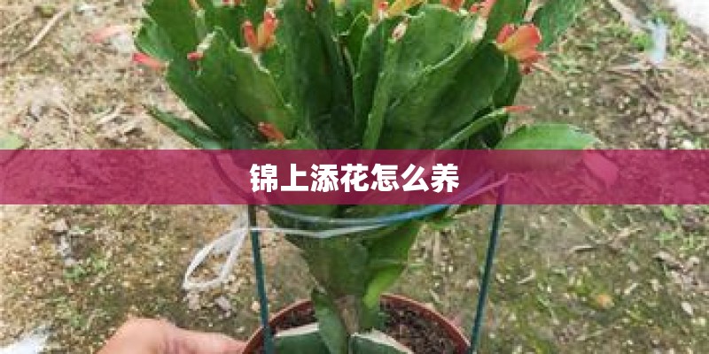 锦上添花怎么养