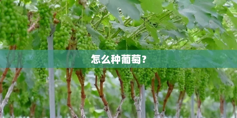 怎么种葡萄？
