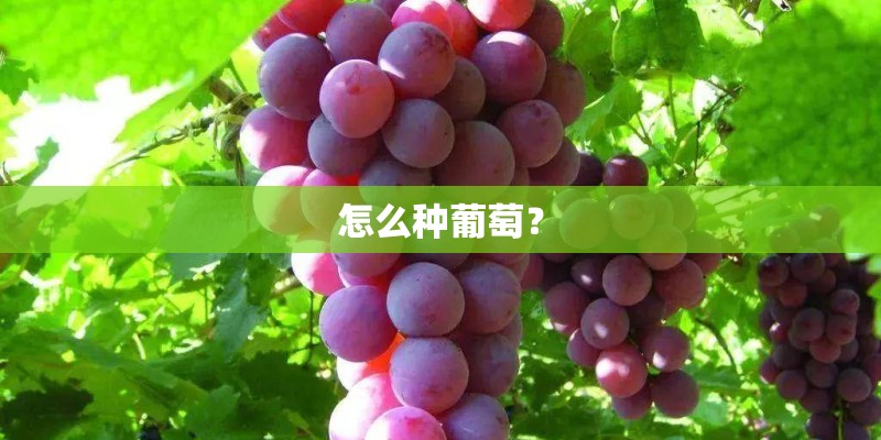 怎么种葡萄？