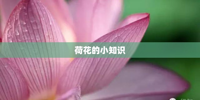 荷花的小知识
