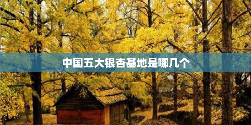中国五大银杏基地是哪几个