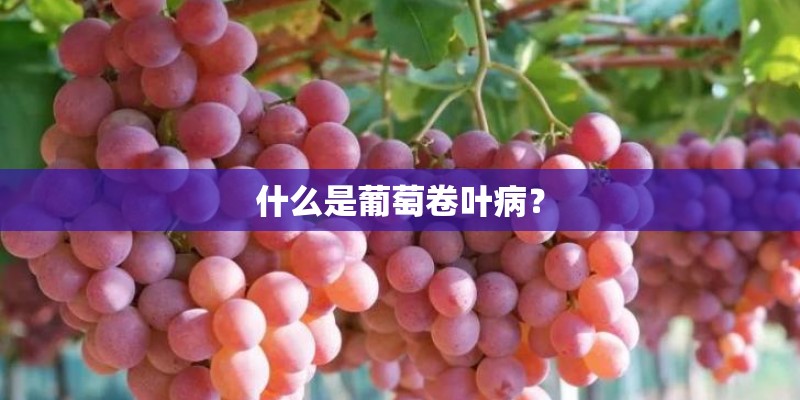 什么是葡萄卷叶病？