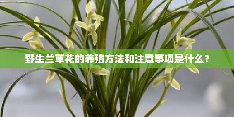 野生兰草花的养殖方法和注意事项是什么？