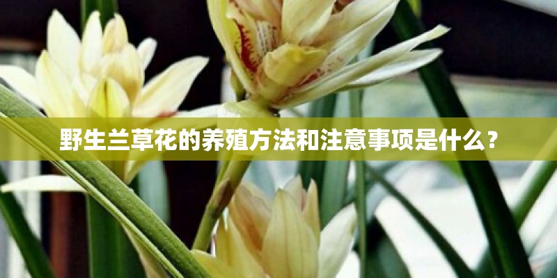 野生兰草花的养殖方法和注意事项是什么？