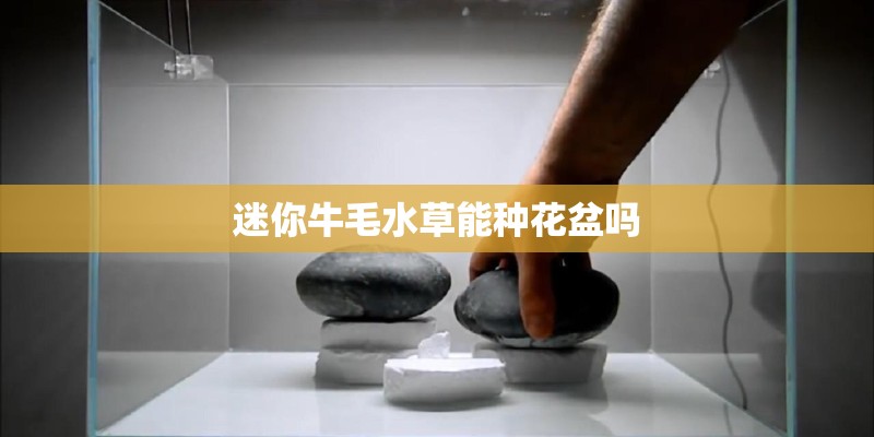 迷你牛毛水草能种花盆吗